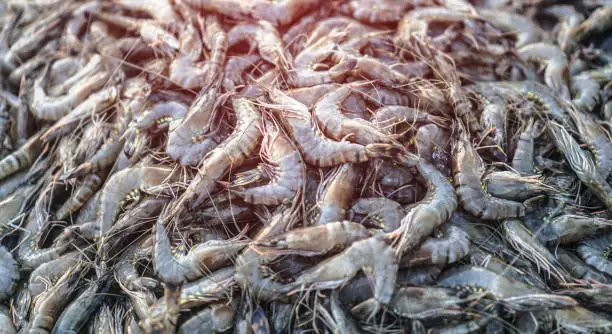 Shrimp veritty -2