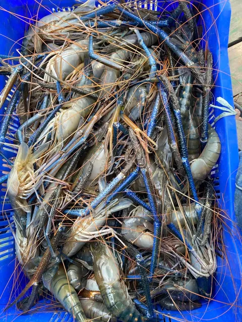 Shrimp veritty -5