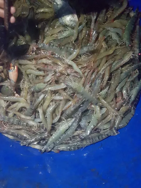 Shrimp veritty -6