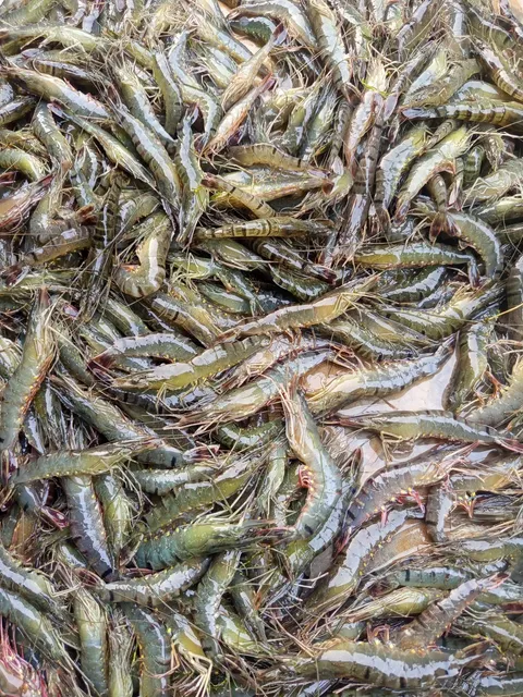 Shrimp veritty -1