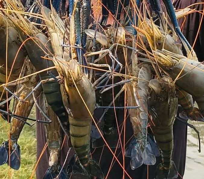 Shrimp Export Bangladesh