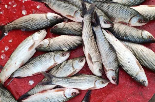 Local Fish Varieties