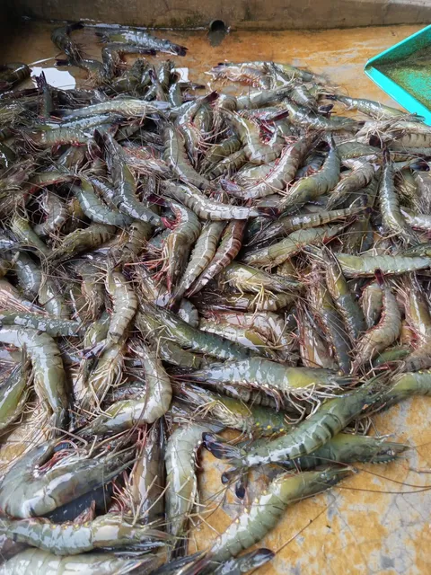 Local Fish Varieties