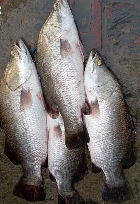 Local Fish Varieties