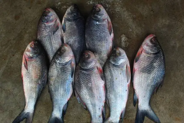 Rui (Rohu) Fish