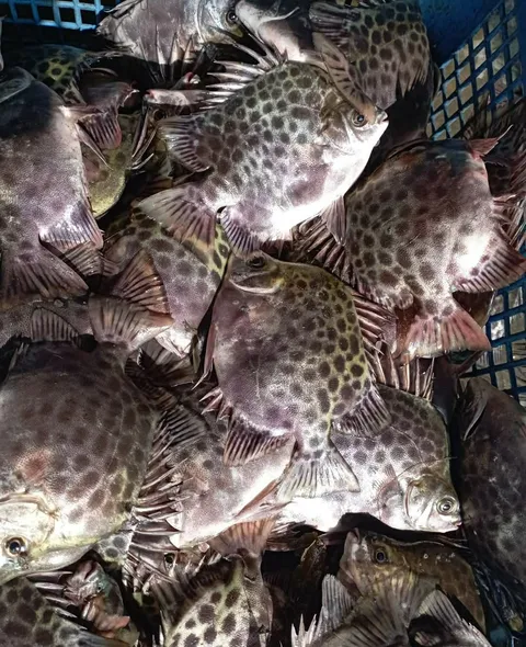 Local Fish Varieties