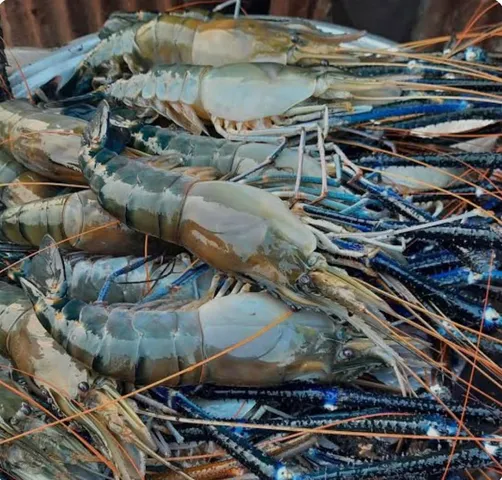 Shrimp