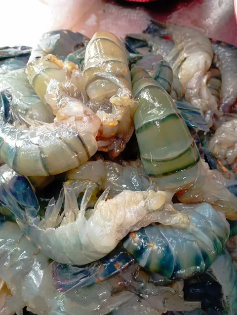 Shrimp