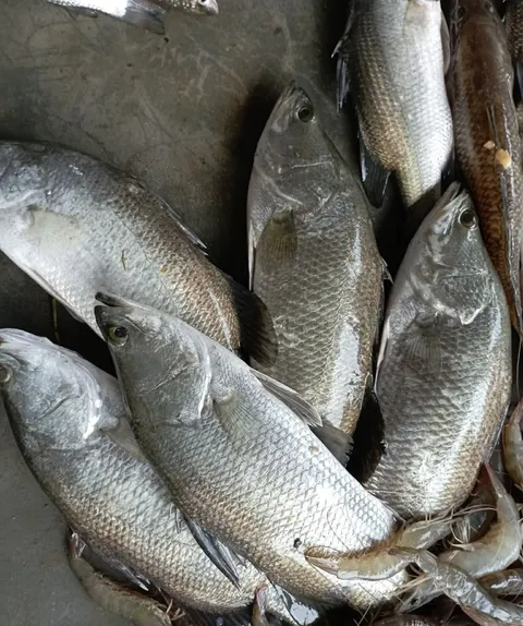 Local Fish Varieties