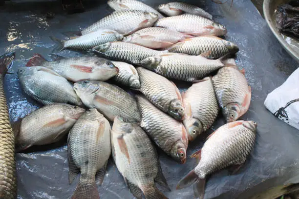 Katla Fish