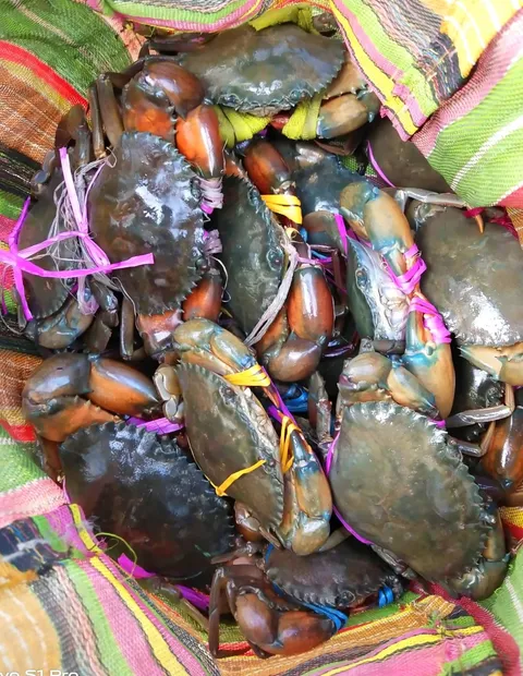Crab