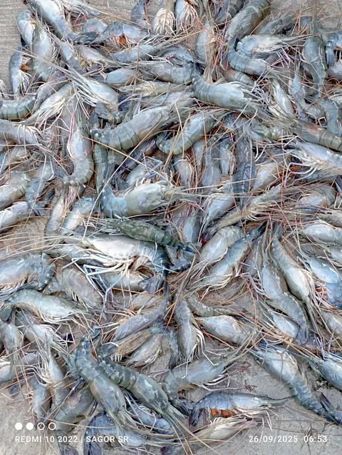 Fish Farming Project