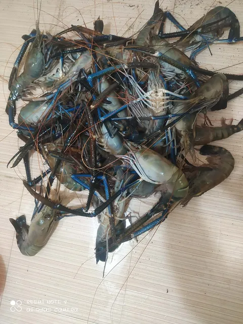 Fish Farming Project thumbnail 5